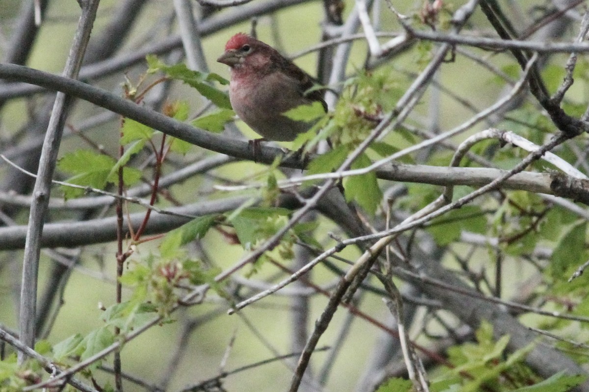 Cassin's Finch - ML620515198