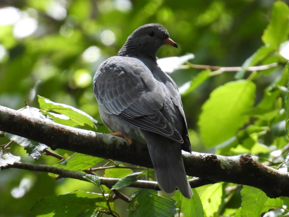Band-tailed Pigeon - ML620515199