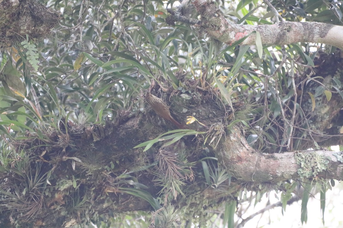 Scalloped Woodcreeper - ML620515201