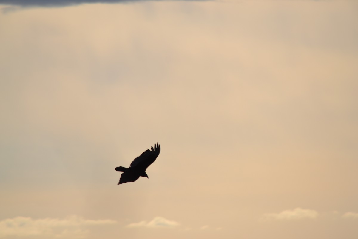 Turkey Vulture - ML620515203