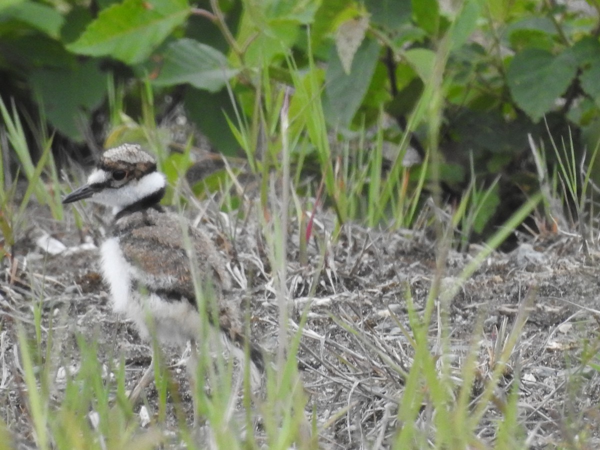 Killdeer - Richard Lepage