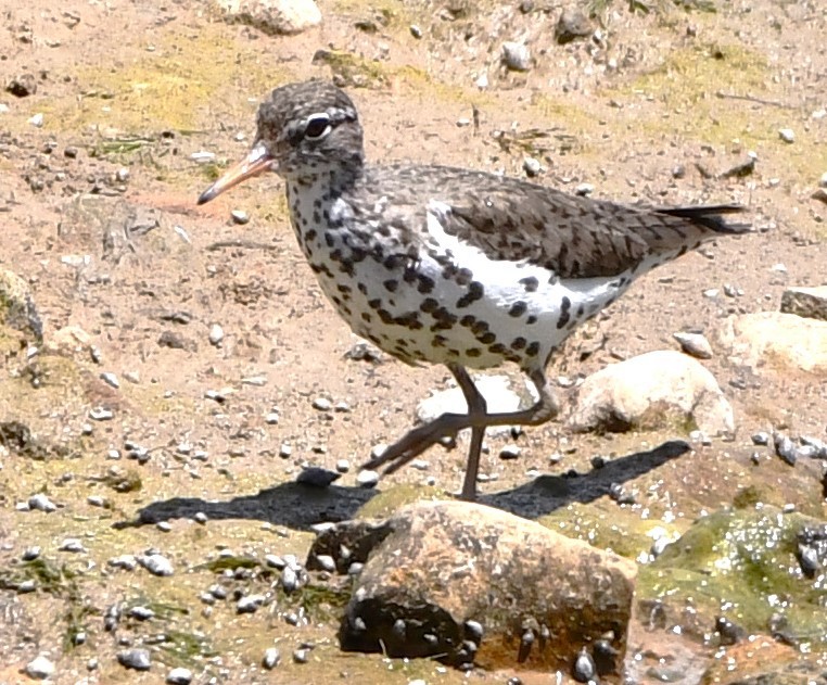 Spotted Sandpiper - ML620515206