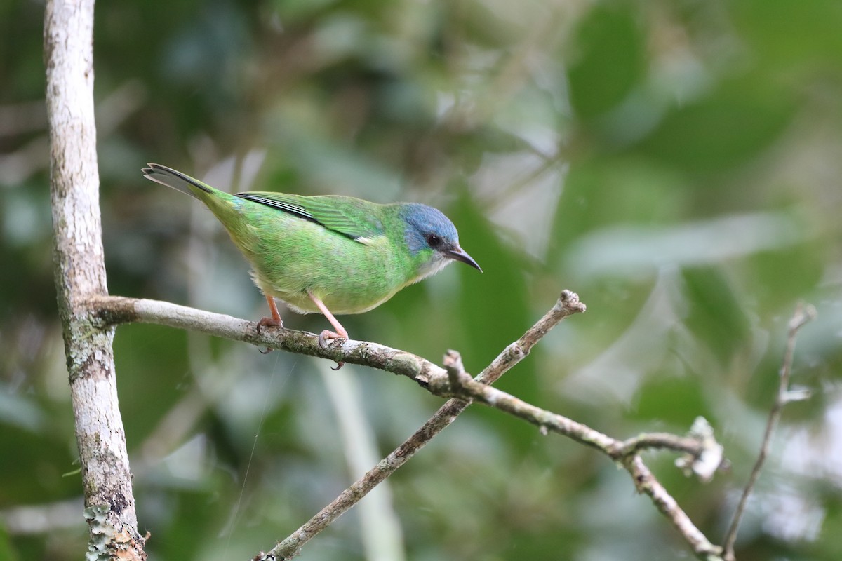 Blue Dacnis - ML620515210