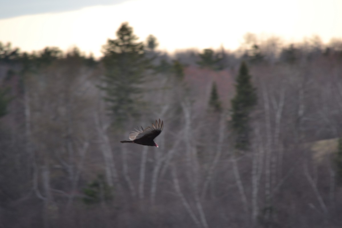 Turkey Vulture - ML620515213