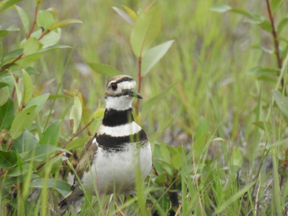 Killdeer - ML620515215