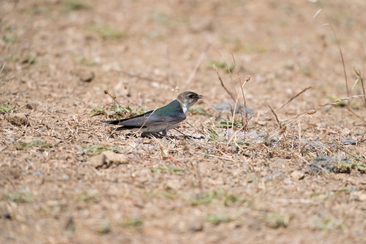Violet-green Swallow - ML620515226