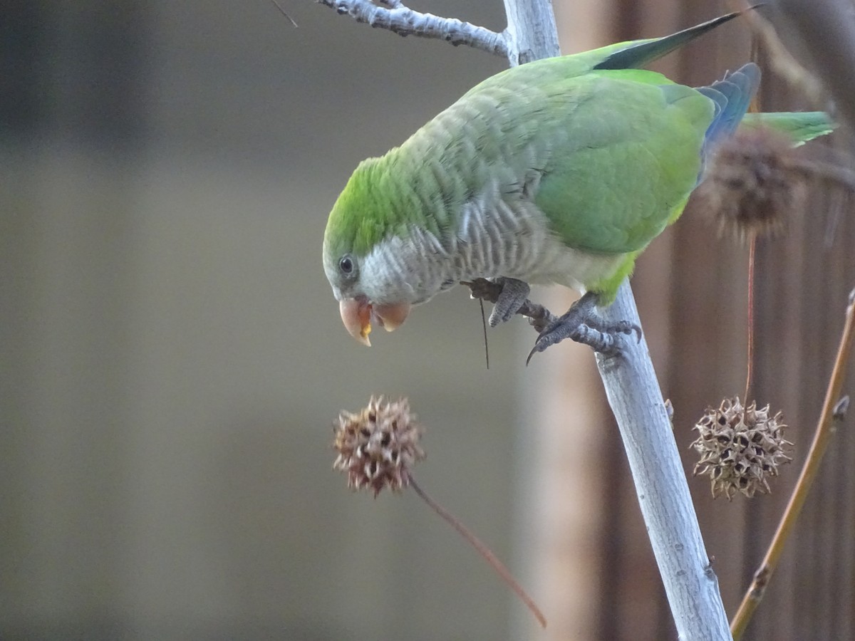 Monk Parakeet - ML620515227