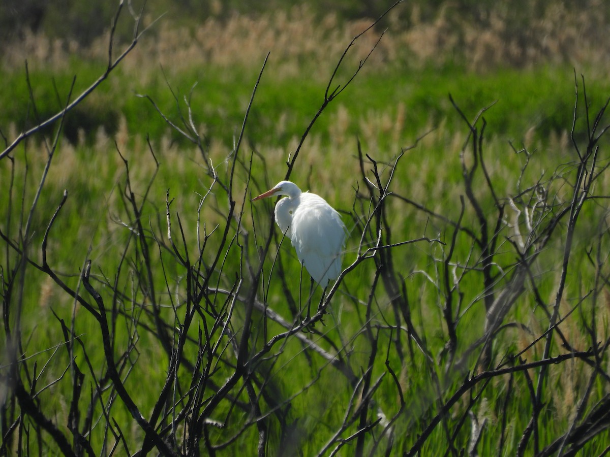 Snowy Egret - ML620515233