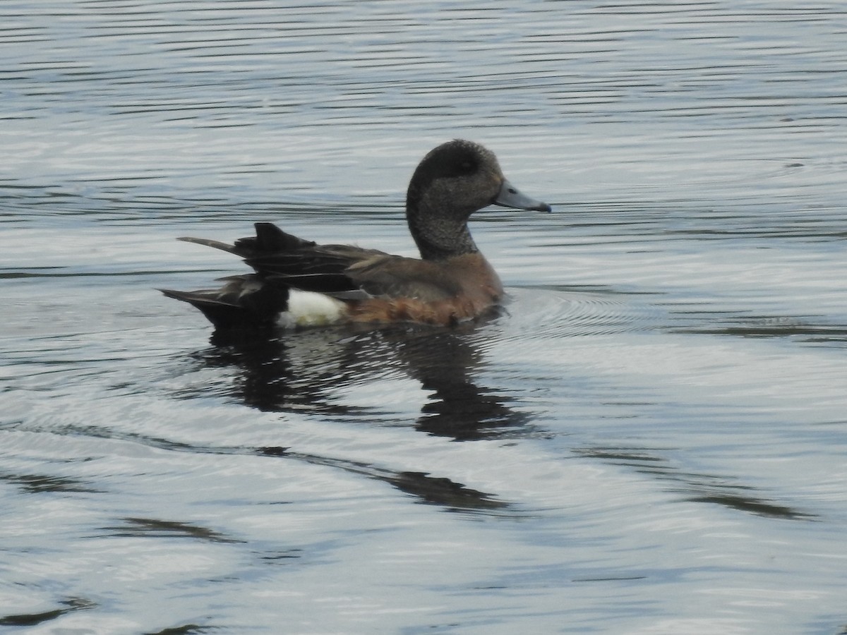 American Wigeon - ML620515236