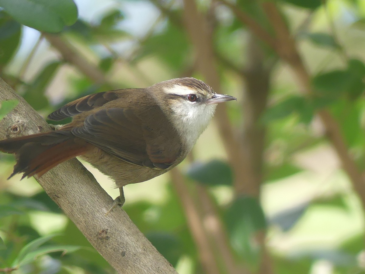 Stripe-crowned Spinetail - ML620515240