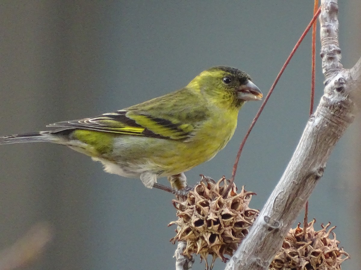 Black-chinned Siskin - ML620515241