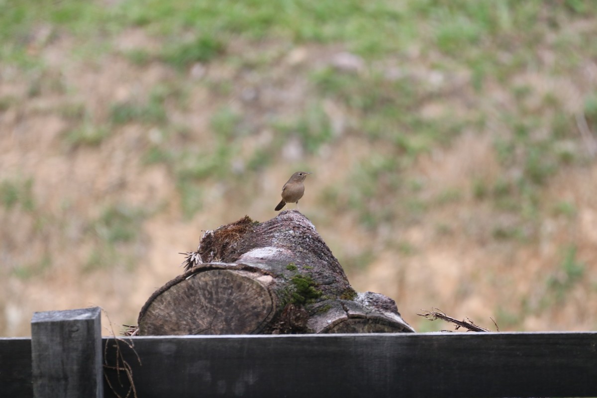 House Wren (Southern) - ML620515243