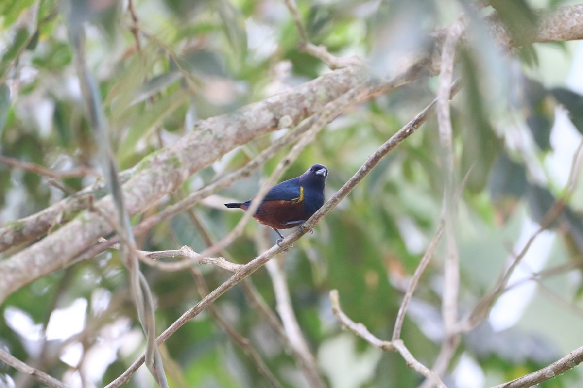 Chestnut-bellied Euphonia - ML620515248