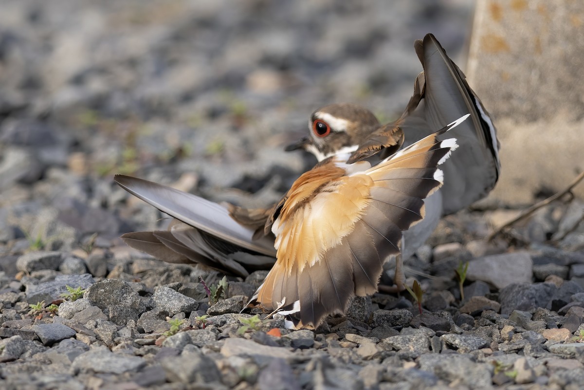 Killdeer - Matt Felperin