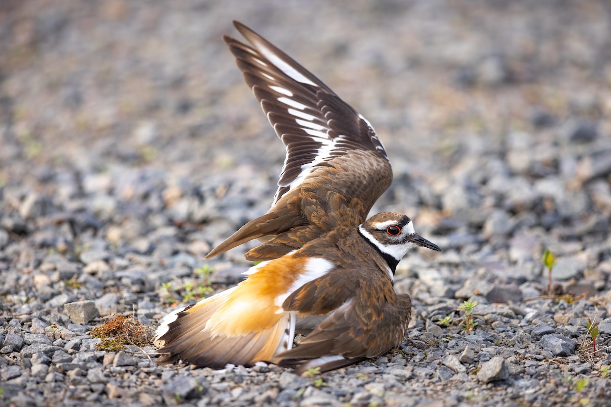 Killdeer - ML620515253