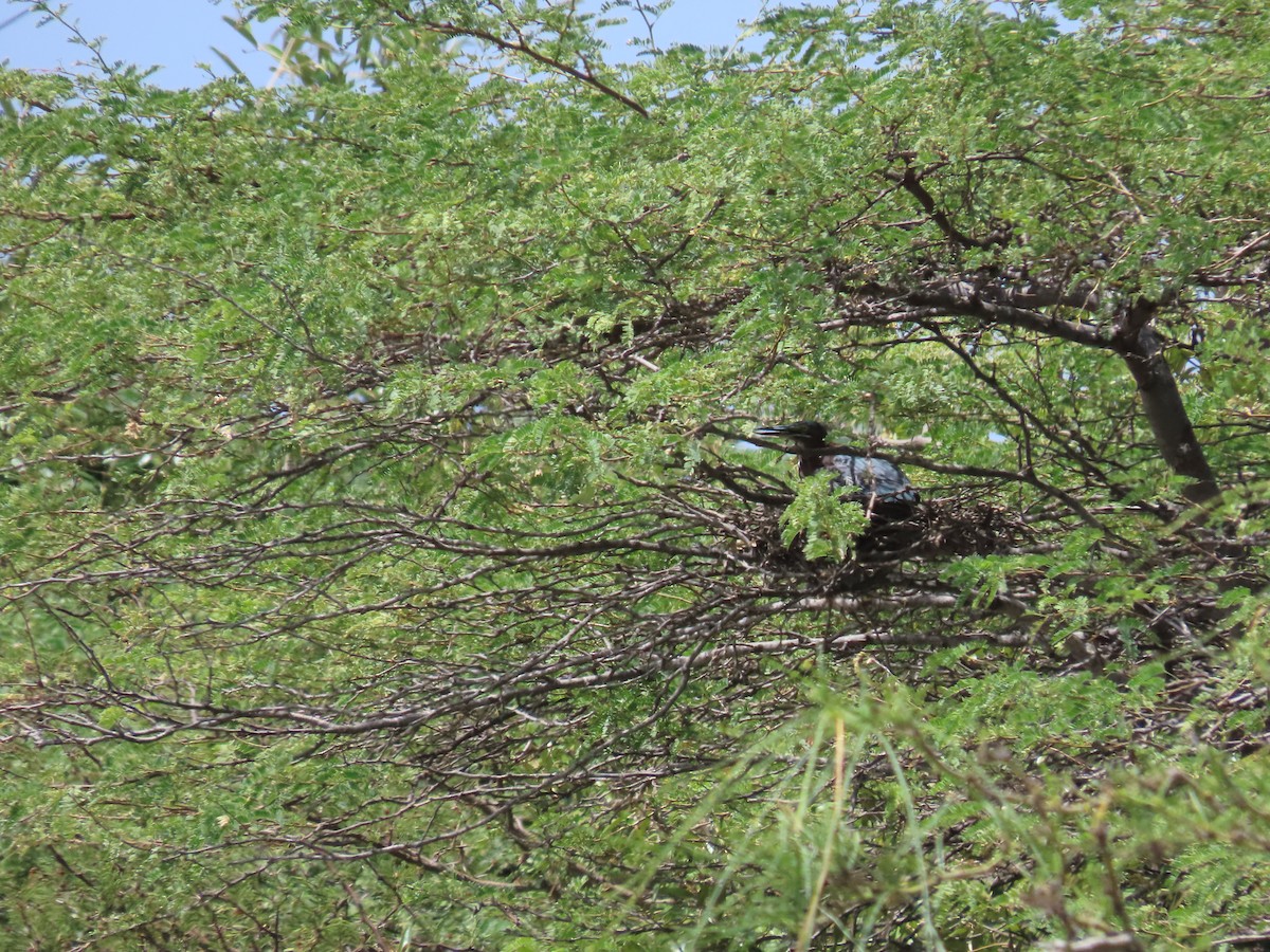 Green Heron - ML620515254