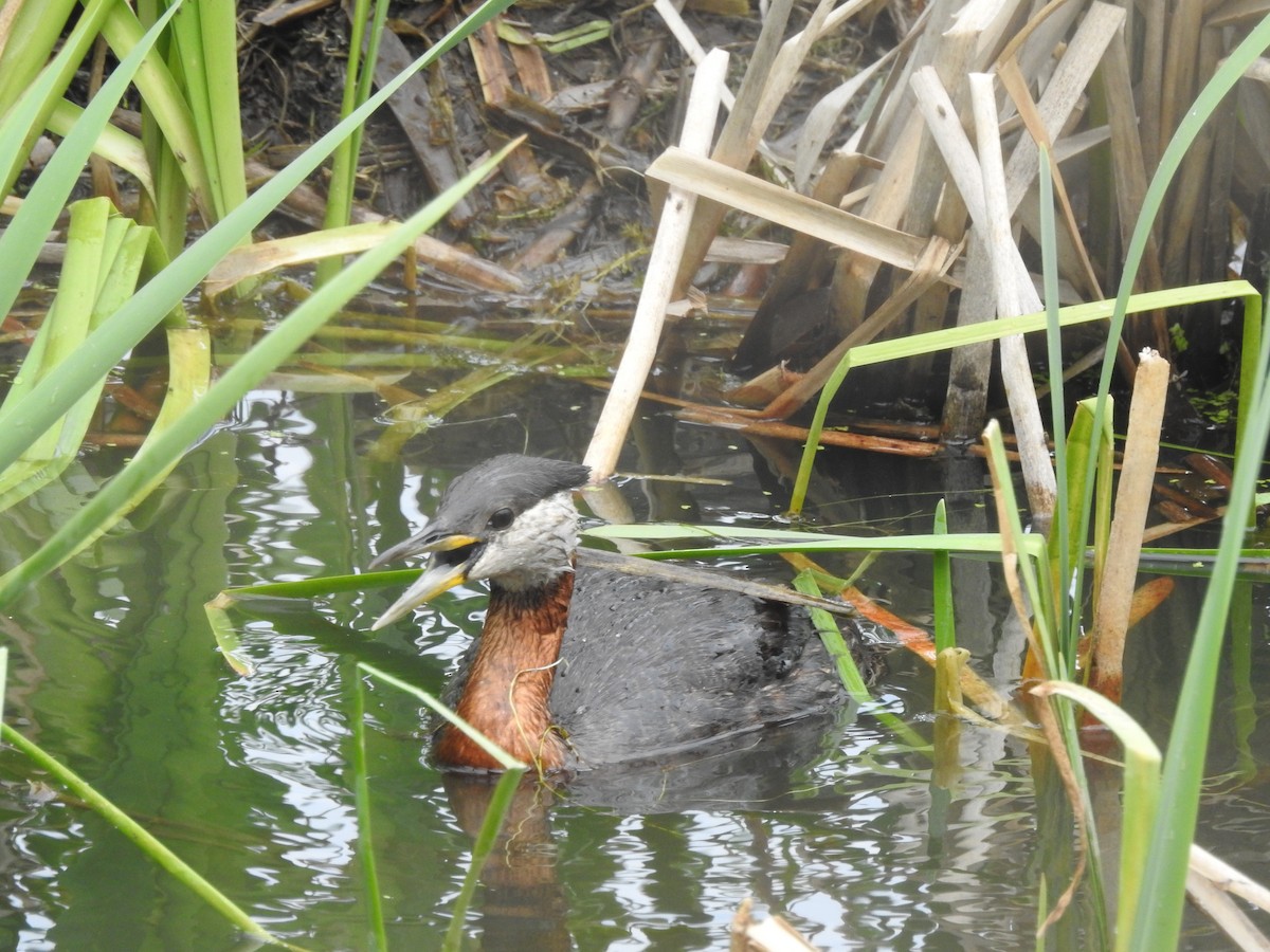 Red-necked Grebe - ML620515259