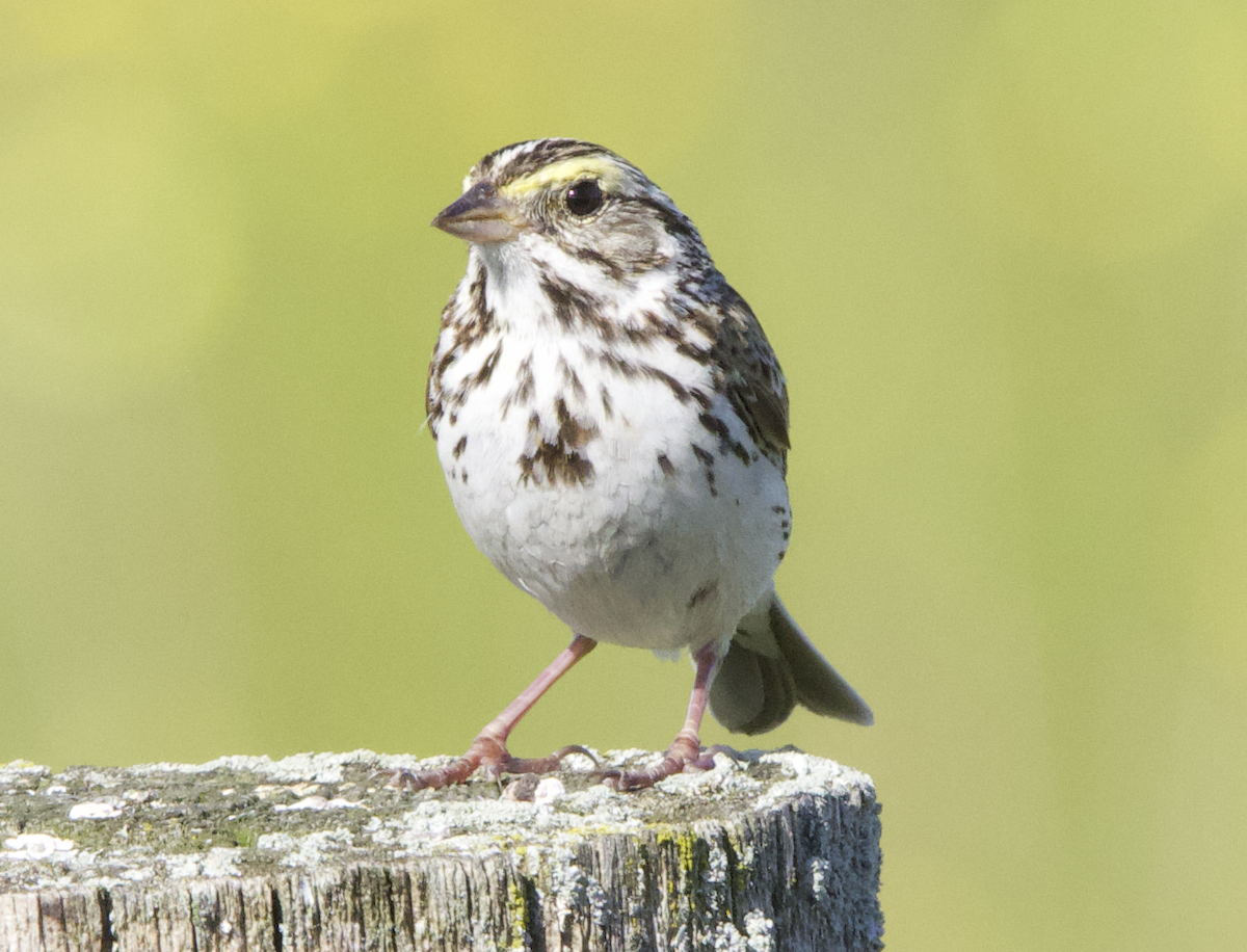 Savannah Sparrow - Learning Landon