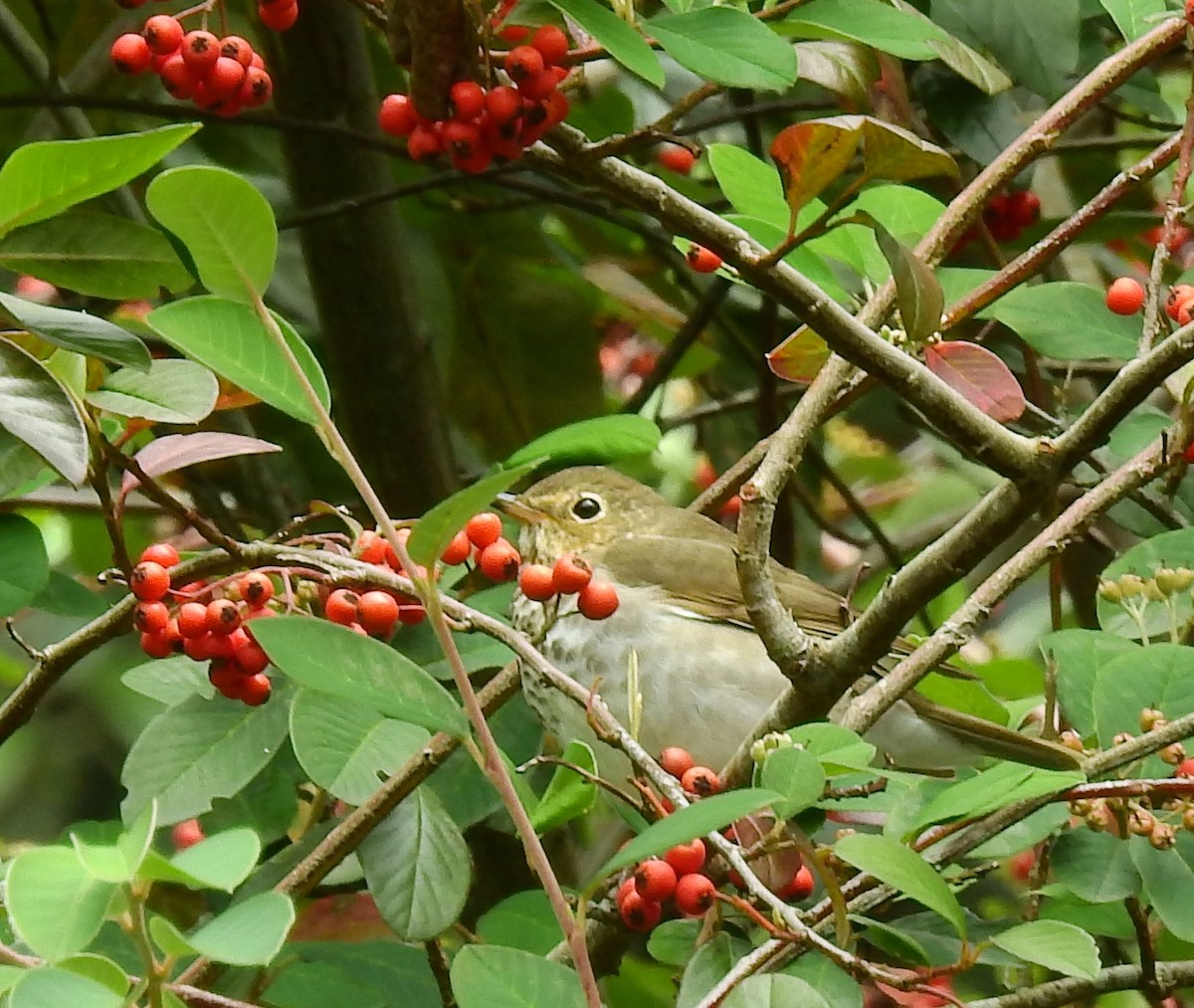 Swainson's Thrush - ML620515268