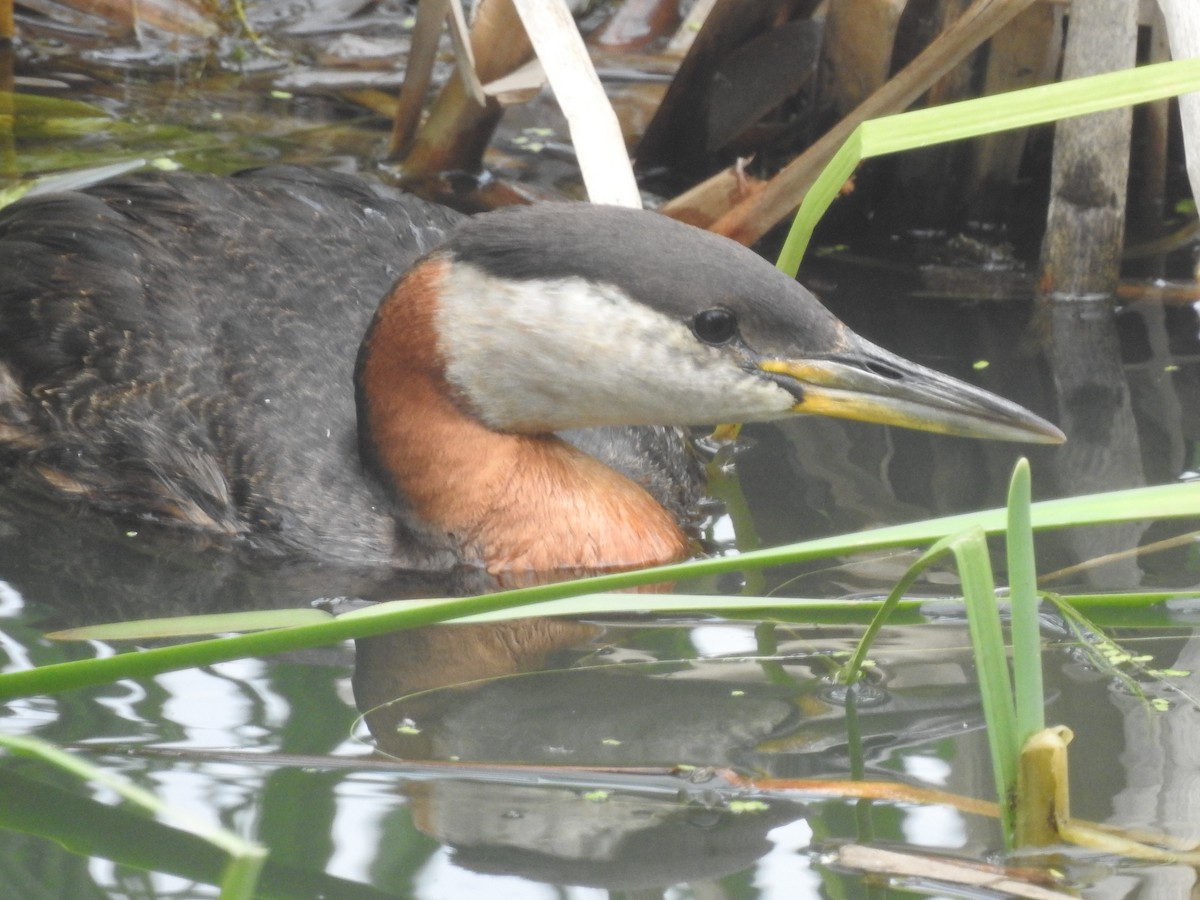 Red-necked Grebe - ML620515270