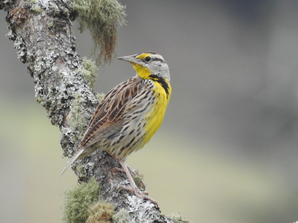 Eastern Meadowlark - ML620515275