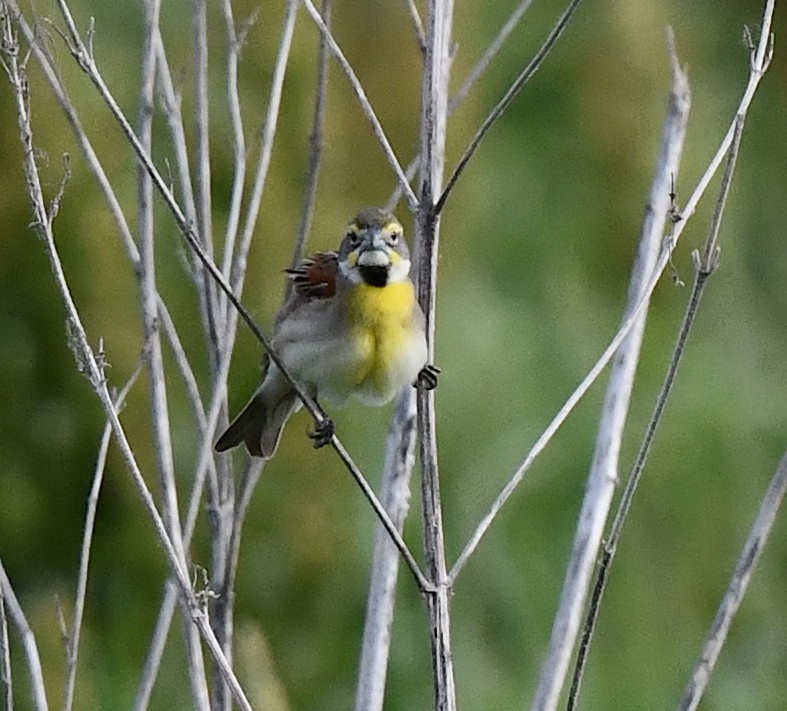 Dickcissel - ML620515276