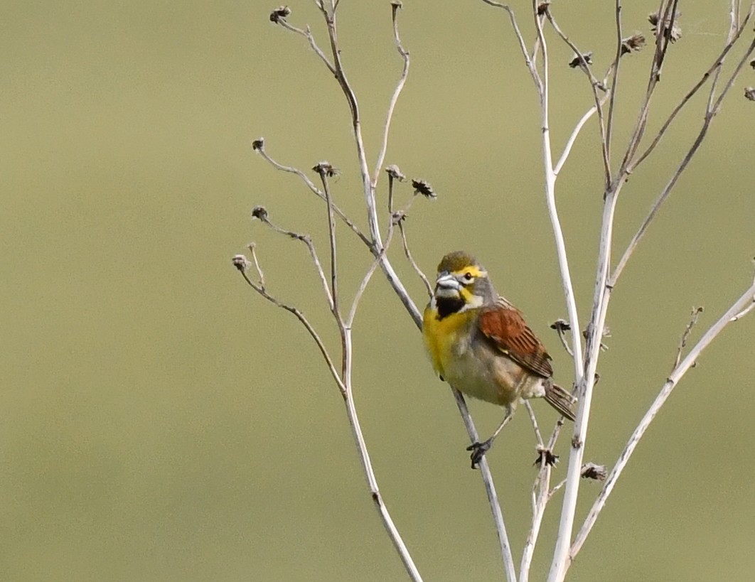 Dickcissel - ML620515278