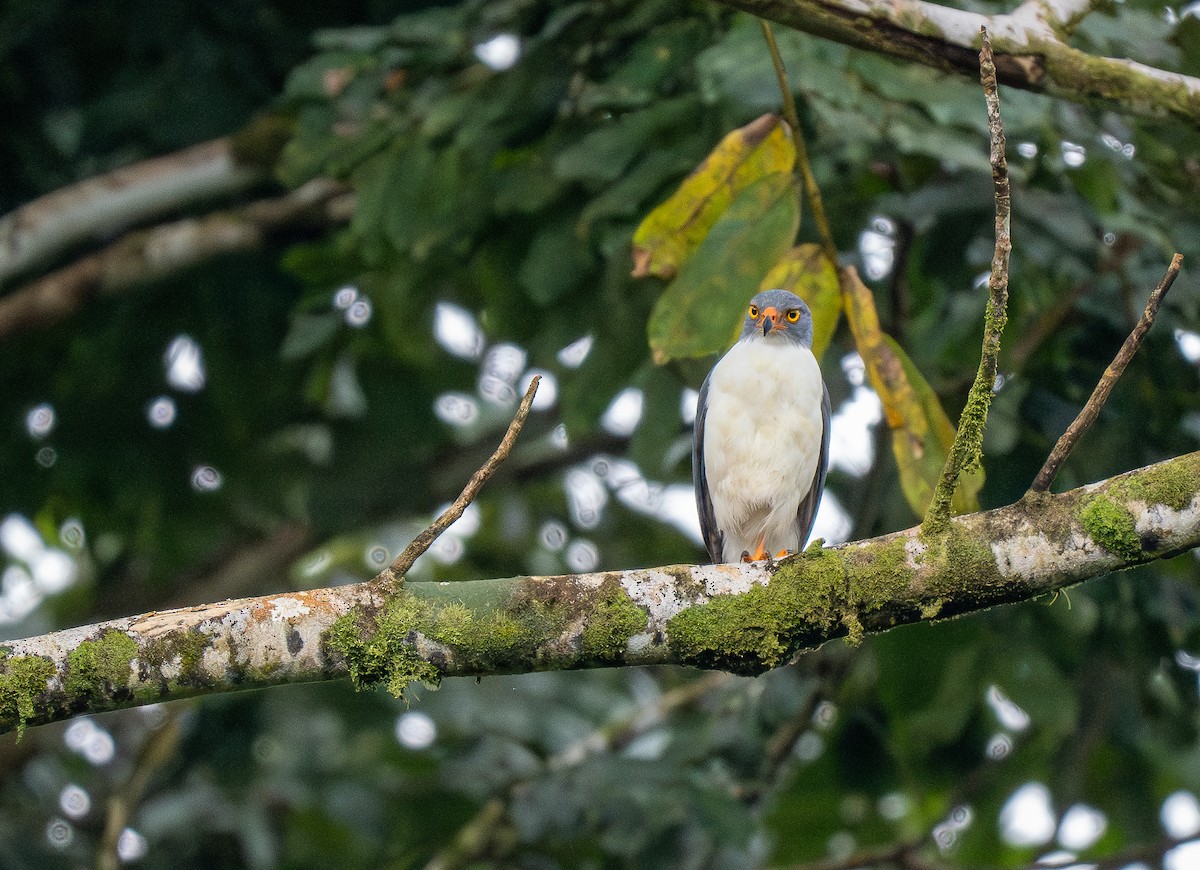 Semiplumbeous Hawk - ML620515280