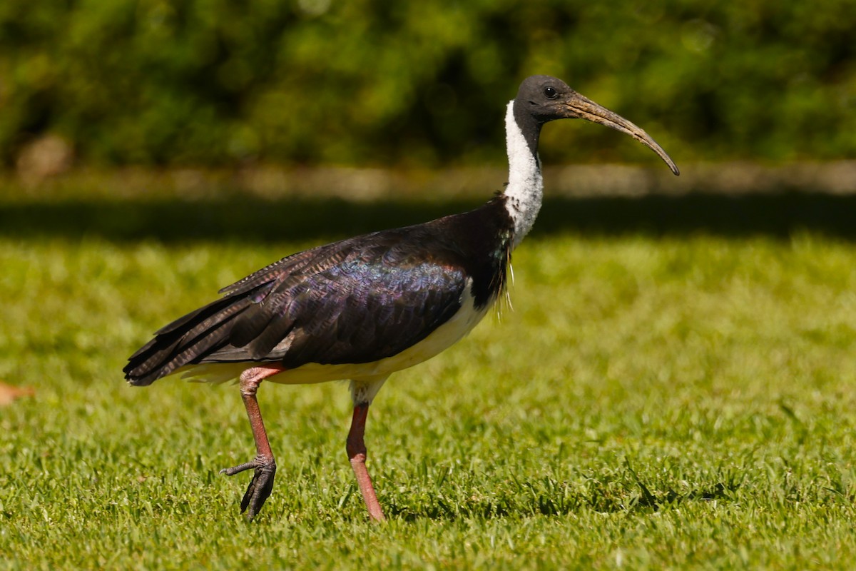 Straw-necked Ibis - ML620515283