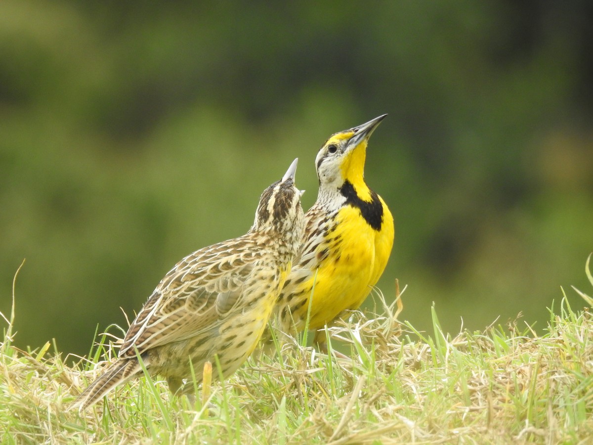 Eastern Meadowlark - ML620515286