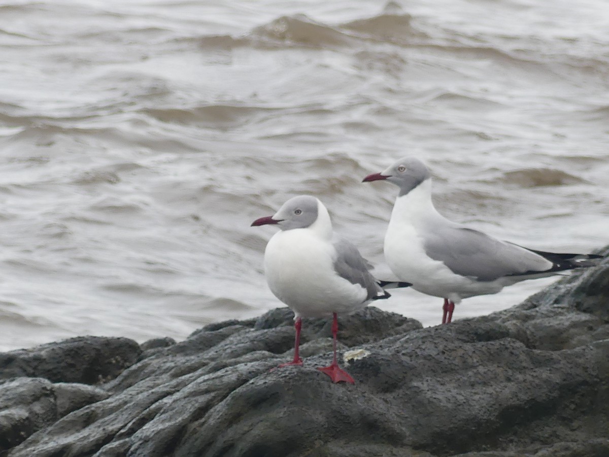 Gaviota Cabecigrís - ML620515292