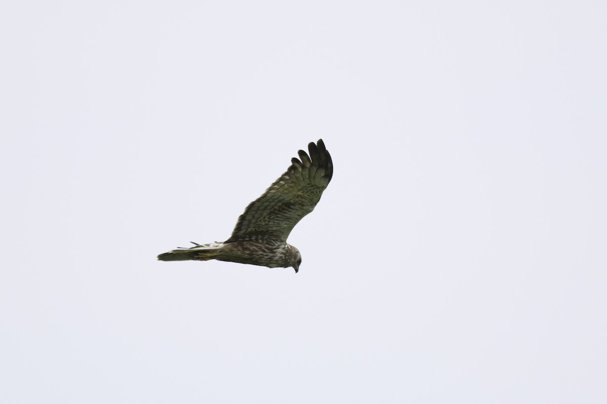 Eastern Marsh Harrier - ML620515293