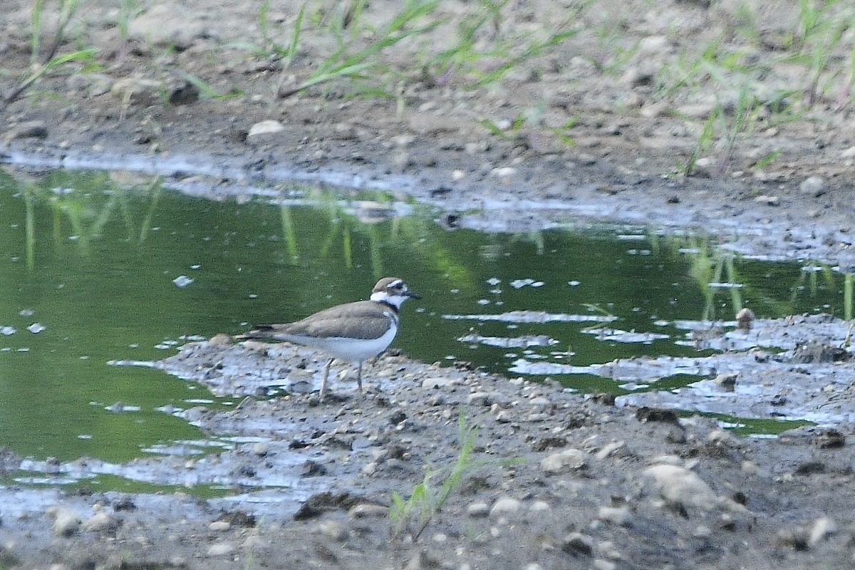 Killdeer - ML620515294