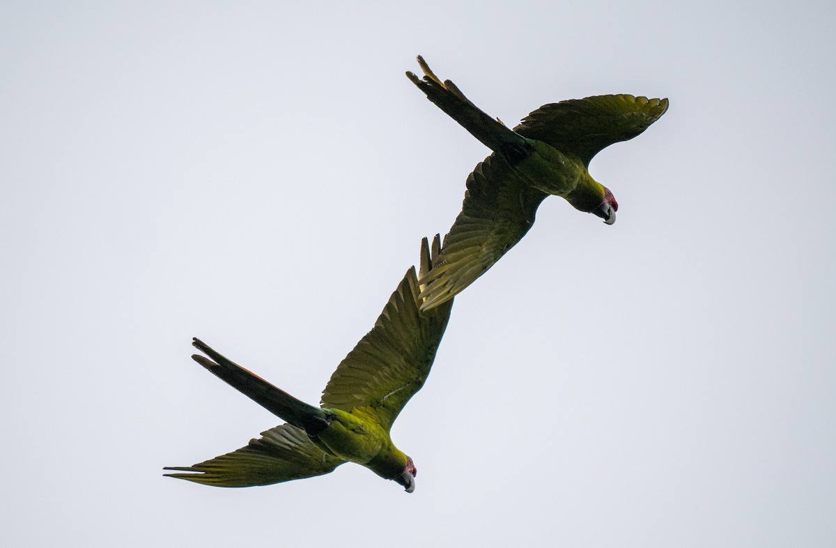 Great Green Macaw - ML620515295