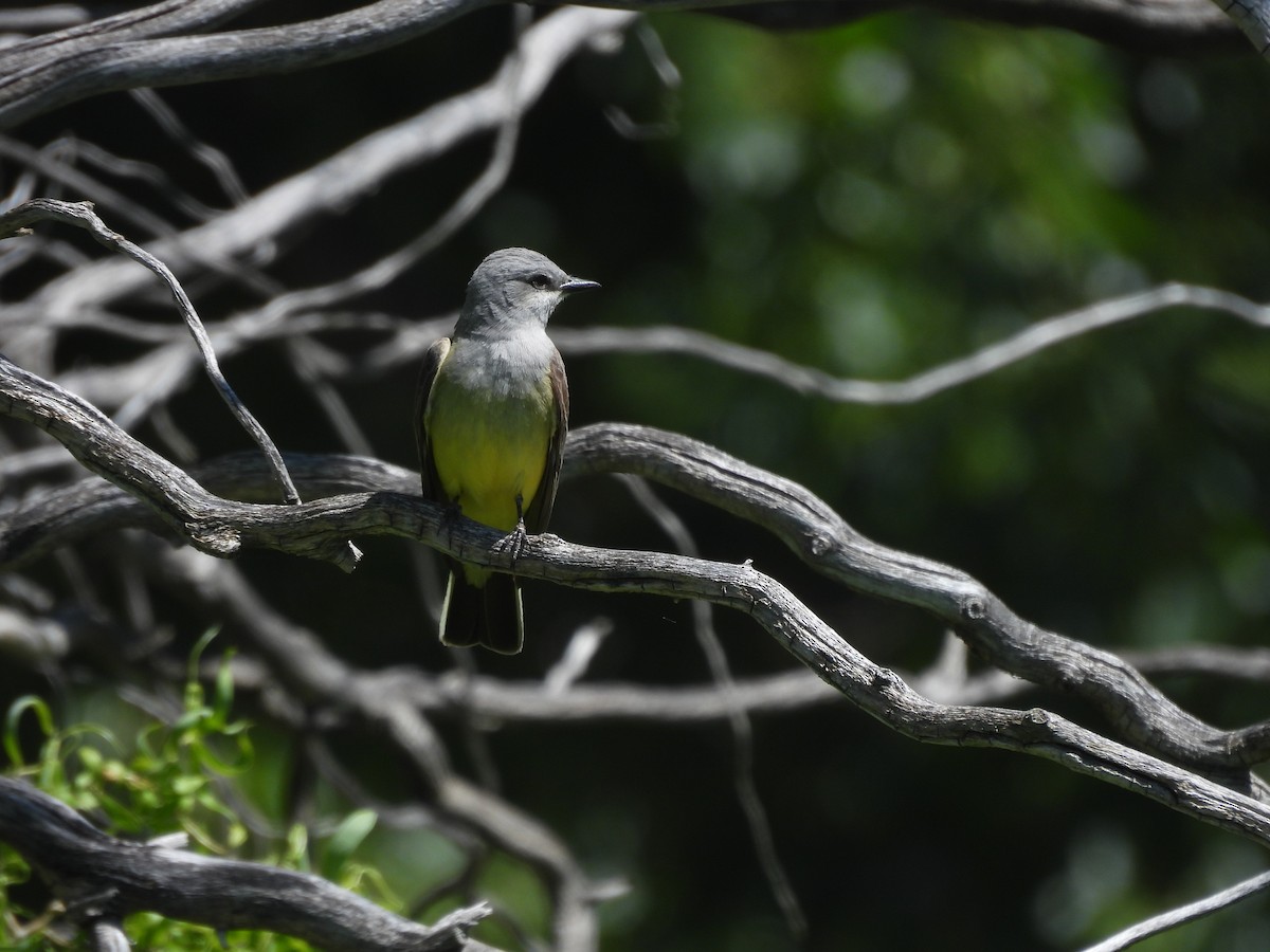 Western Kingbird - ML620515298