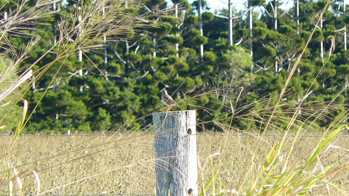 Bisbita Neozelandés (grupo australis) - ML620515300