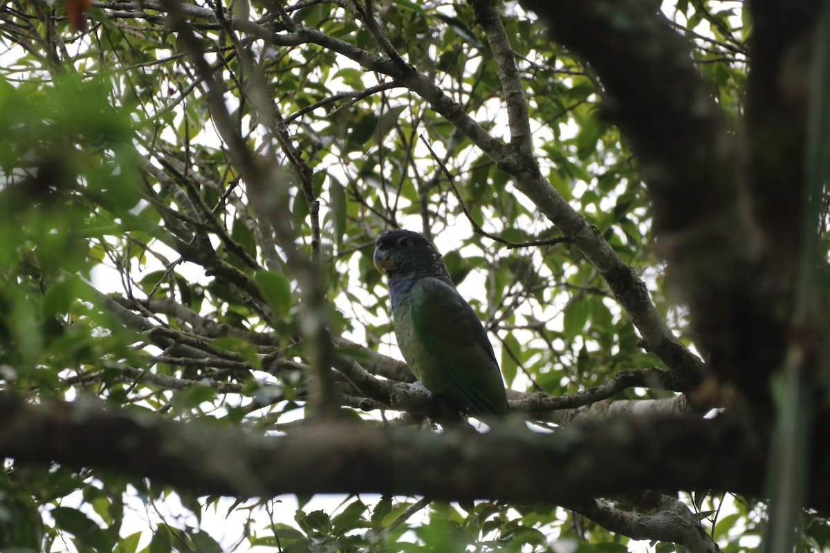 Scaly-headed Parrot - ML620515301