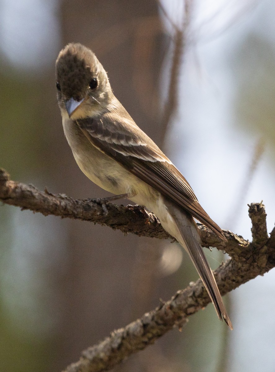 Eastern Wood-Pewee - ML620515302