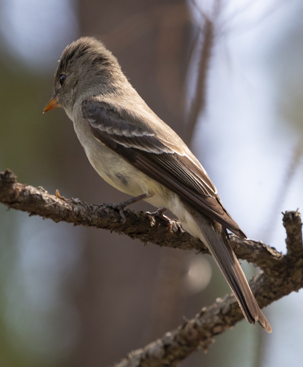 Eastern Wood-Pewee - ML620515303