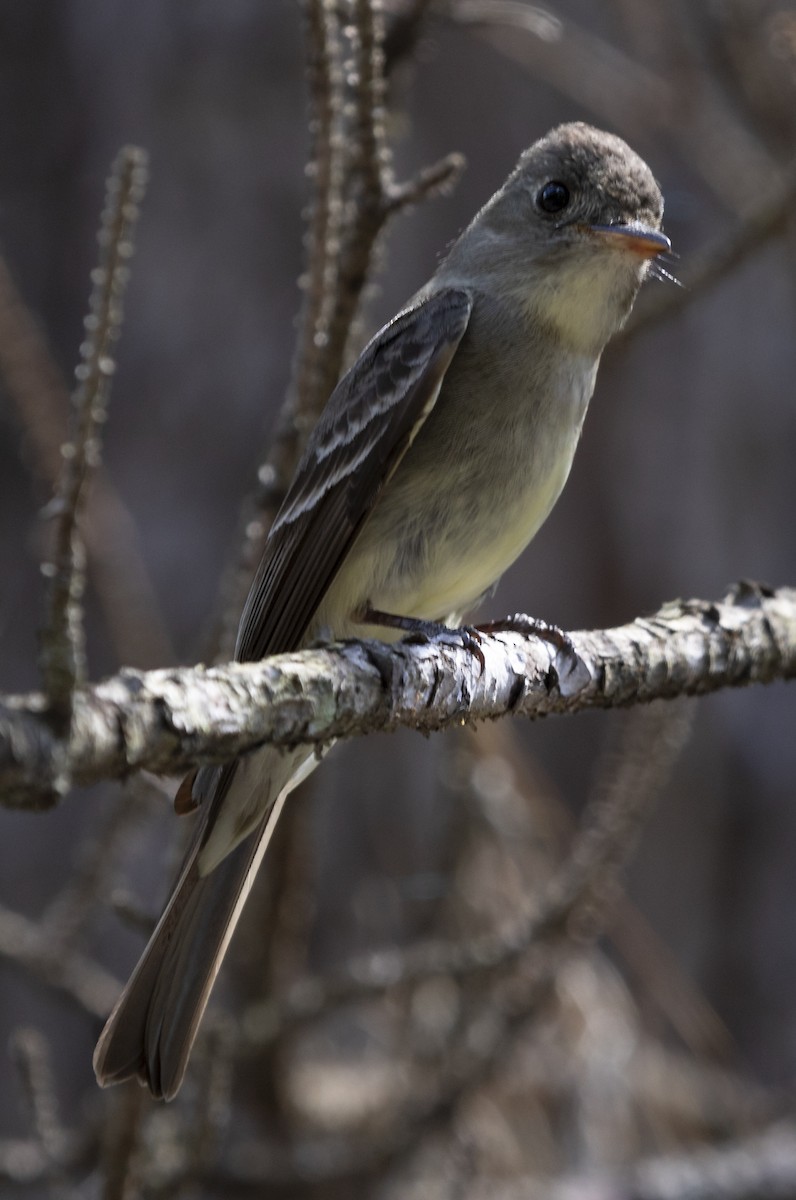 Eastern Wood-Pewee - ML620515304