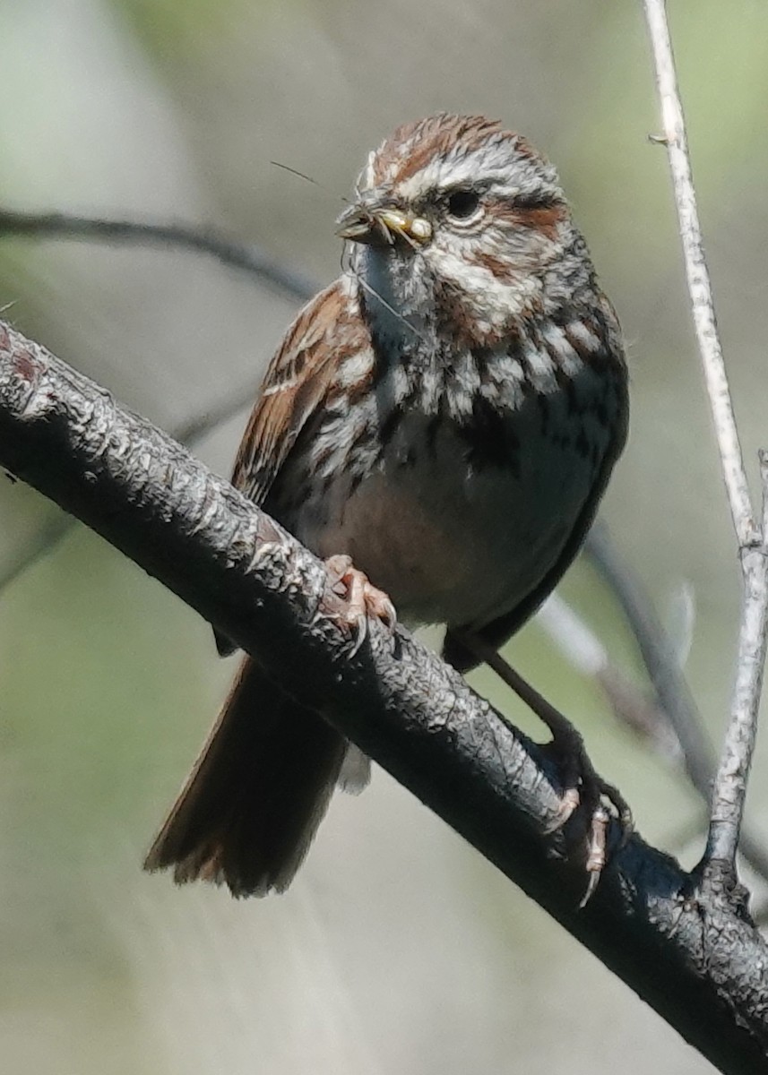 Song Sparrow - ML620515306