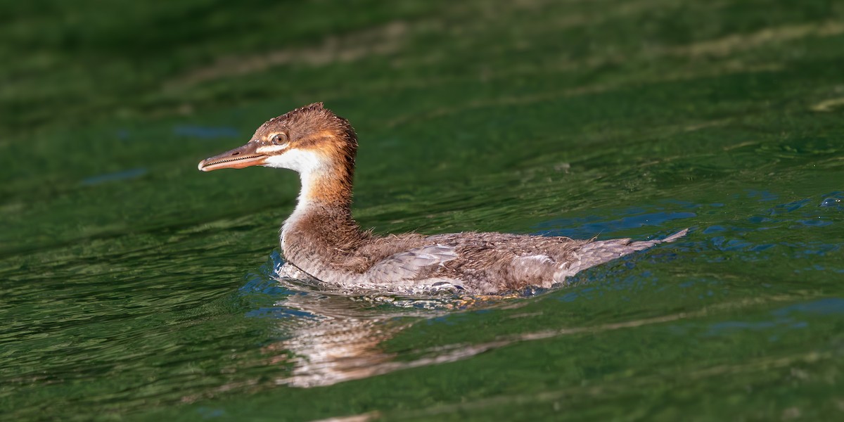 Common Merganser - ML620515309