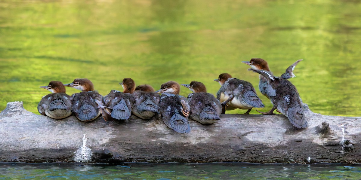 Common Merganser - ML620515311