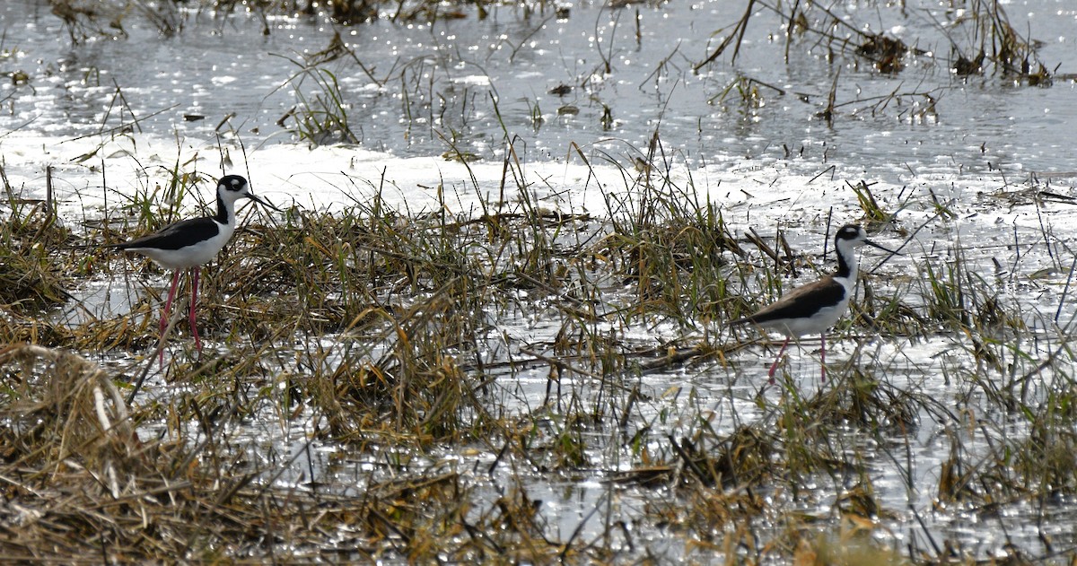 Black-necked Stilt - ML620515318