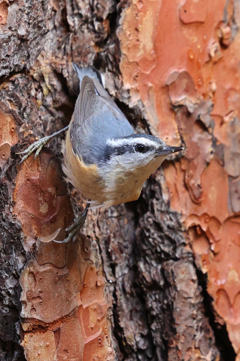 Red-breasted Nuthatch - ML620515320