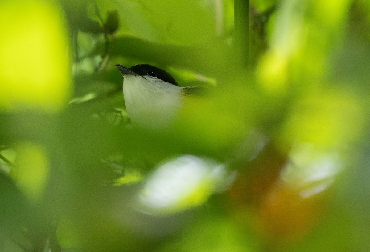 White-collared Manakin - ML620515323