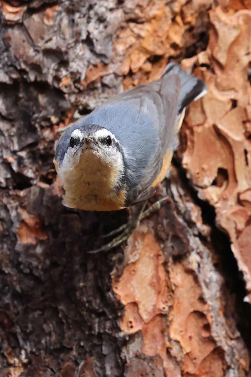 Red-breasted Nuthatch - L Van Etten-Collins