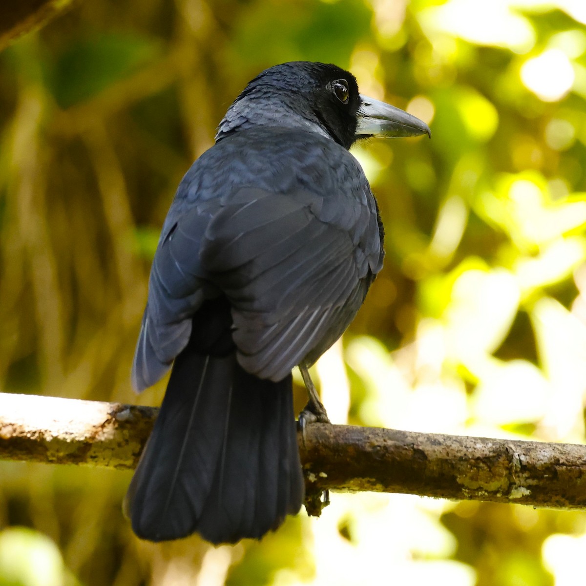 Black Butcherbird - ML620515325