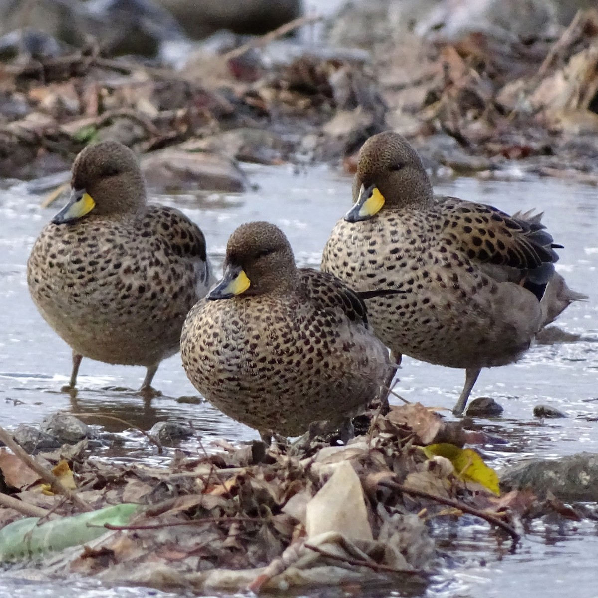 Yellow-billed Teal - ML620515327