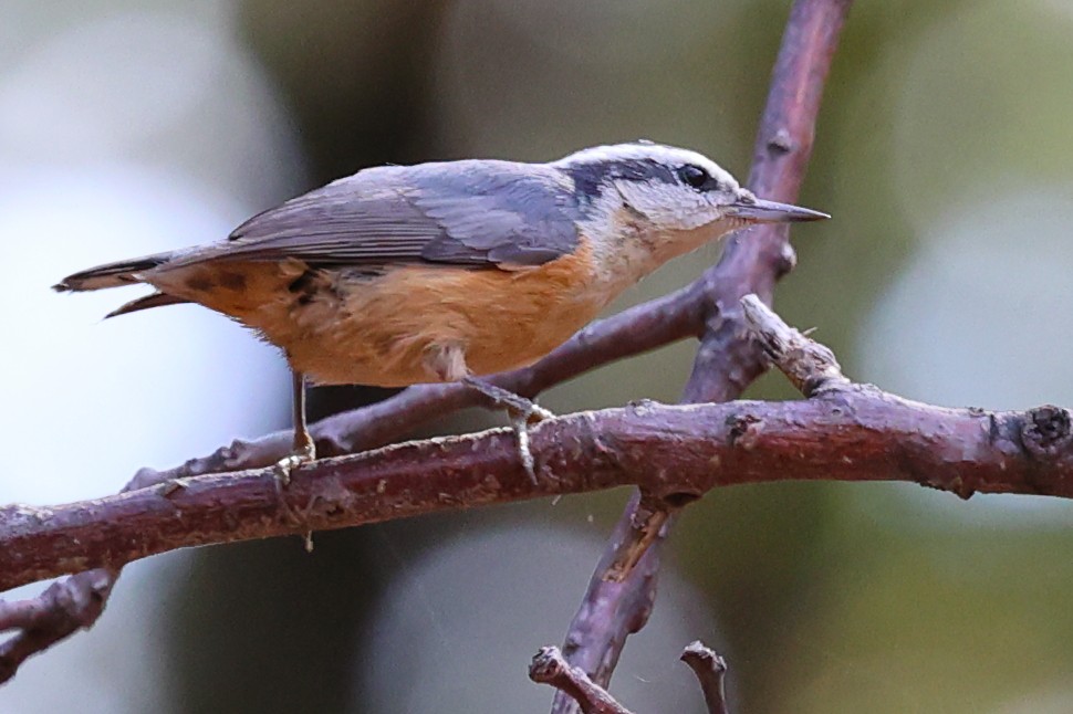 Red-breasted Nuthatch - ML620515331